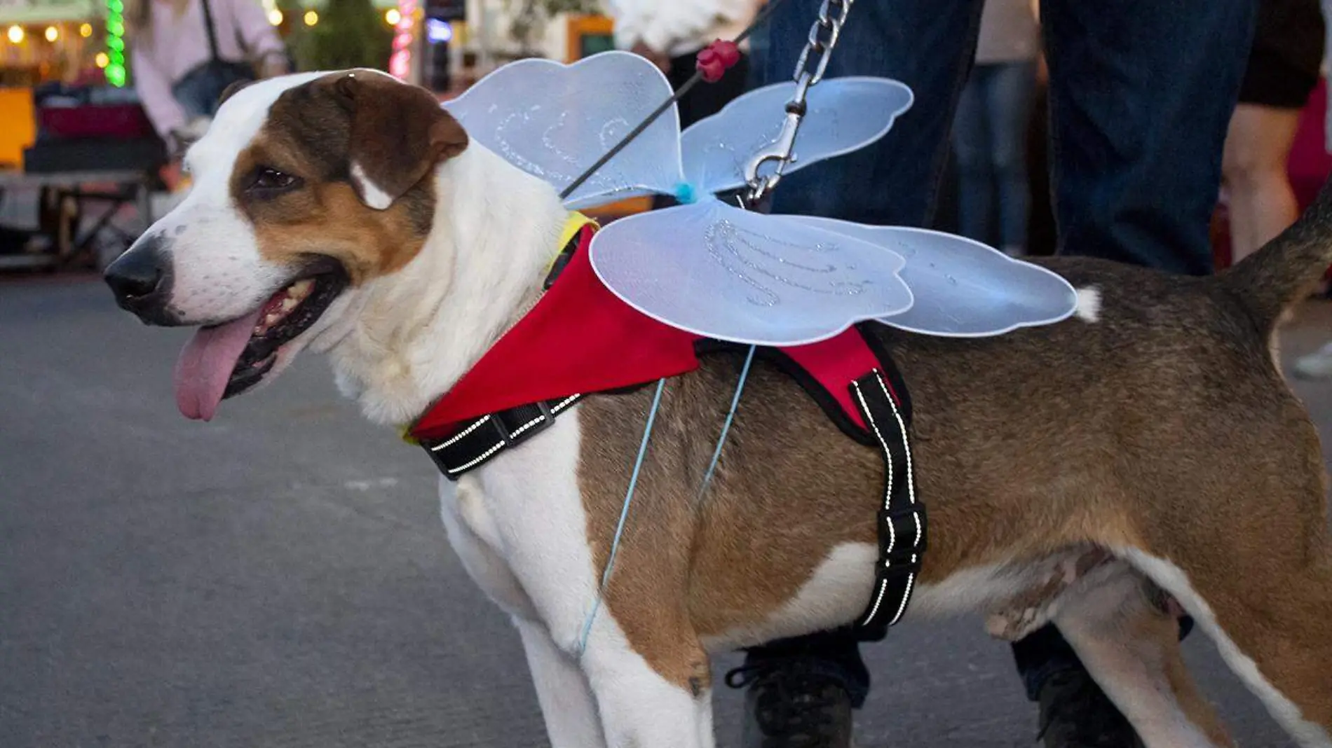 Festival canino perro la paz 1